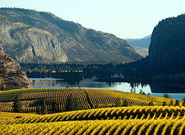 Hundreds of rows of Grape Vines at a vineyard overlooking Okanagan Lake | Cheers Okanagan Tours and Transportation | Naramata Wine Tours