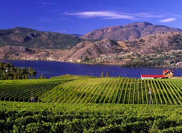 Rows of Grape Vines at a vineyard overlooking Okanagan Lake | Cheers Okanagan Tours and Transportation | Kelowna Wine Tours