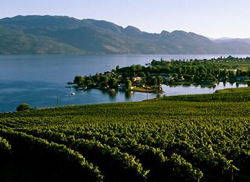 Rows of Grape Vines at a vineyard overlooking Okanagan Lake | Cheers Okanagan Tours and Transportation | West Kelowna Wine Tours