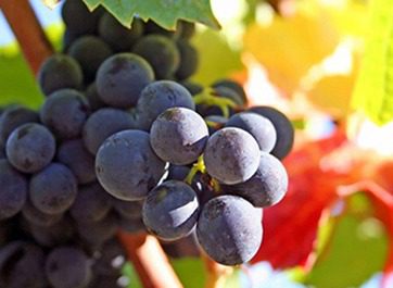 Grapes on a vine | Okanagan Wine Tours Cheers Okanagan Tours