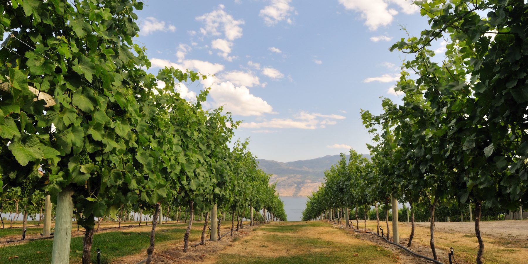 Okanagan Wine Tours | Wien Tasting okanagan wine tours wine tasting kelowna's best wineries vineyard cheers okanagan tours