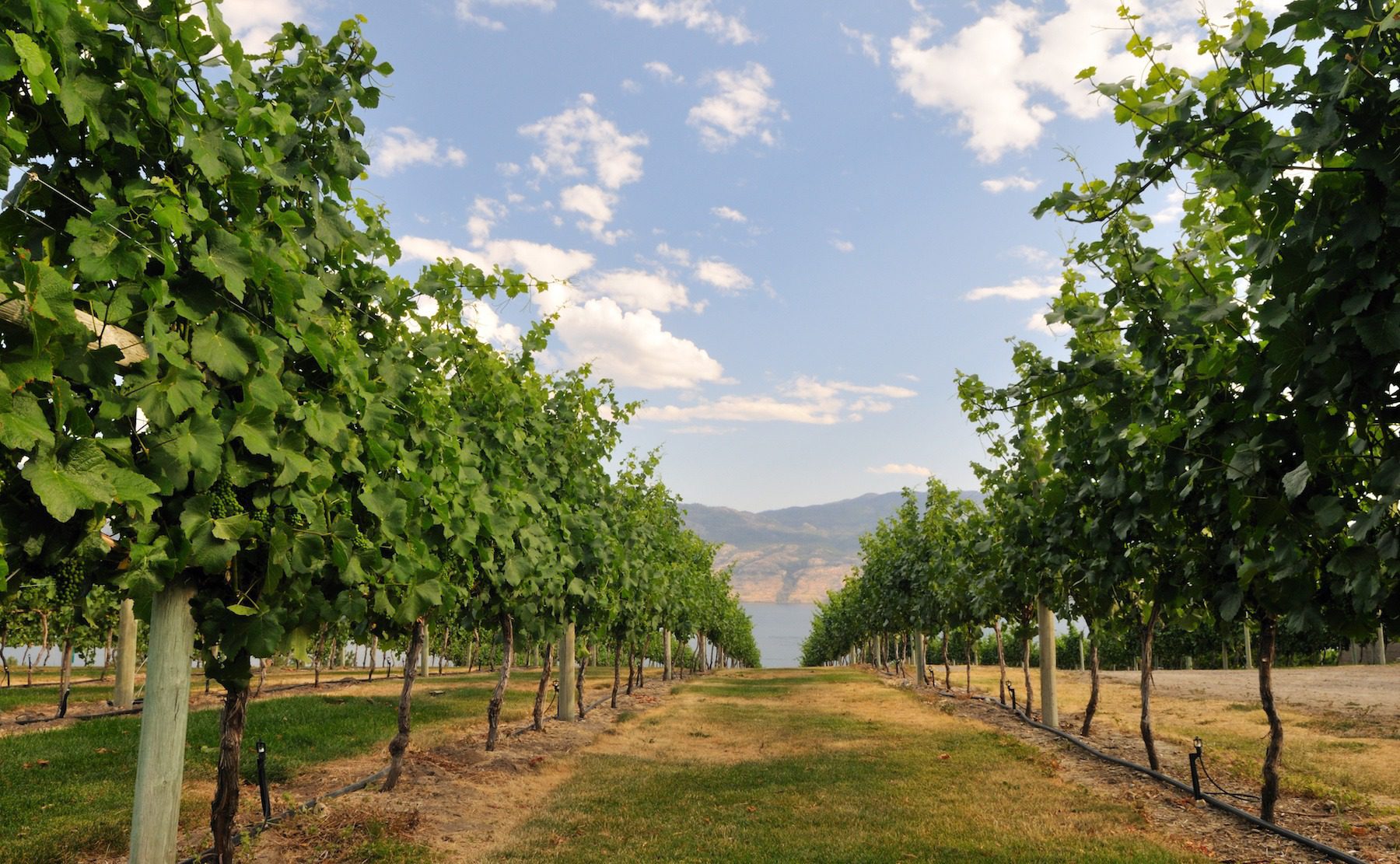 okanagan bike wine tours