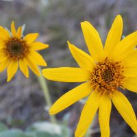 Arrowleaf Wildflower