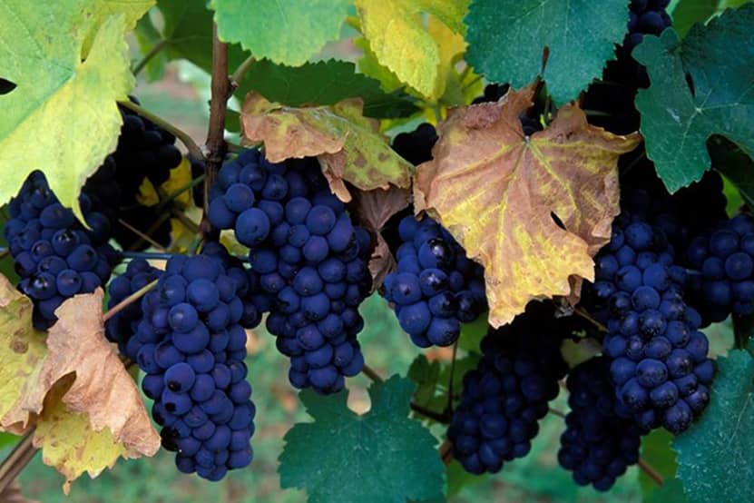 Grapes in a Vineyard Grapes on a vine in a vineyard in West Kelowna