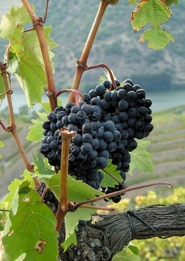 Cheers Okanagan Wine Tours ,Kelowna, Lake Country, Vernon, Osoyoos, Kelowna, Lakeview Heights West Kelowna Cheers! Okanagan Wine Tours and Transportation Picture of Grapes on a vine