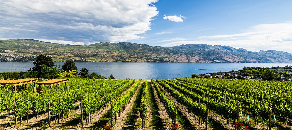 Quails Gate Panoramic view of quails gate winery and okanagan lake